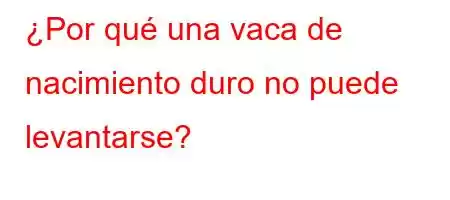 ¿Por qué una vaca de nacimiento duro no puede levantarse?