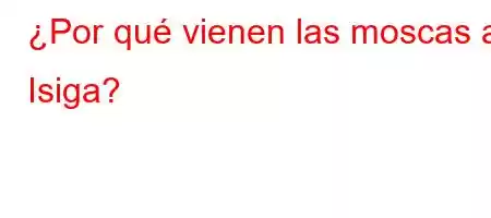 ¿Por qué vienen las moscas a Isiga?