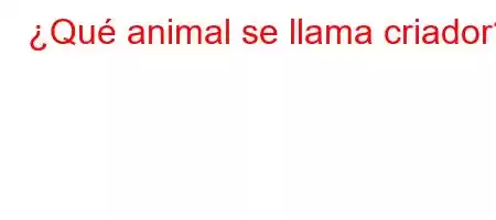 ¿Qué animal se llama criador?