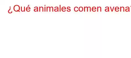 ¿Qué animales comen avena?