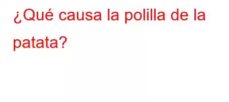 ¿Qué causa la polilla de la patata?