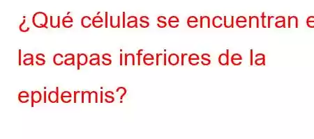 ¿Qué células se encuentran en las capas inferiores de la epidermis?