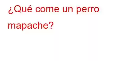 ¿Qué come un perro mapache?