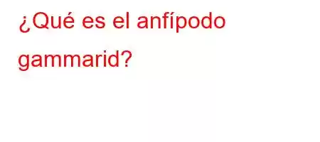 ¿Qué es el anfípodo gammarid?