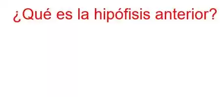 ¿Qué es la hipófisis anterior