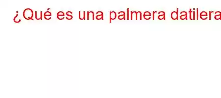 ¿Qué es una palmera datilera?