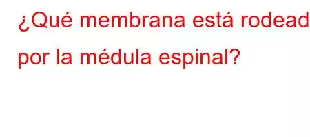 ¿Qué membrana está rodeada por la médula espinal?