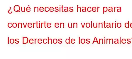 ¿Qué necesitas hacer para convertirte en un voluntario de los Derechos de los Animales?