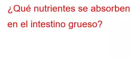 ¿Qué nutrientes se absorben en el intestino grueso?