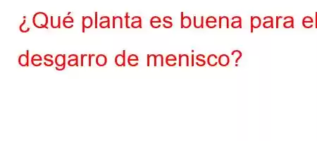 ¿Qué planta es buena para el desgarro de menisco