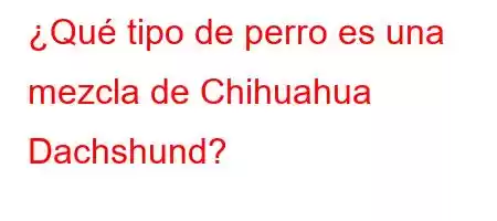 ¿Qué tipo de perro es una mezcla de Chihuahua Dachshund?