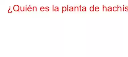 ¿Quién es la planta de hachís