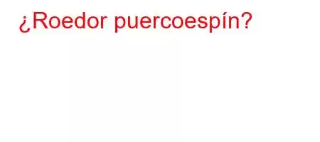 ¿Roedor puercoespín?