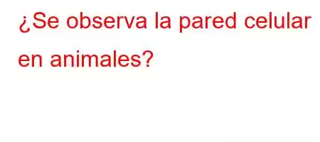 ¿Se observa la pared celular en animales